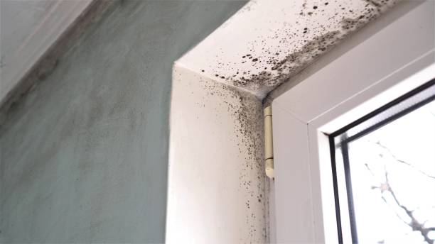 Best Fast Mold Removal  in The Galena Territory, IL