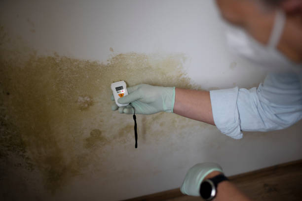 Best Office Mold Removal Services  in The Galena Territory, IL