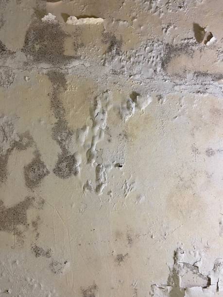 Best Attic Mold Removal  in The Galena Territory, IL