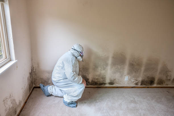 Certified Mold Removal in The Galena Territory, IL