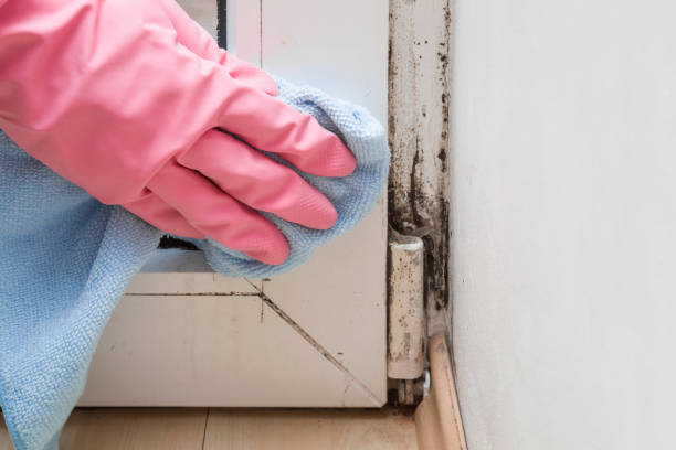 Office Mold Removal Services in The Galena Territory, IL