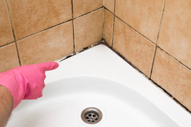 Best Toxic Mold Removal  in The Galena Territory, IL