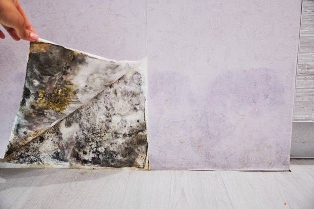 Best Mold Removal Company Near Me  in The Galena Territory, IL